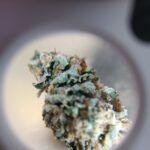 Since 420 Cannabis Club in Tenerife